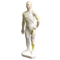 Akupunkturpuppe männlich